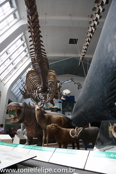 Gratuito, o Museu de História Natural é uma ótima pedida para turistas. Vale muito a visita